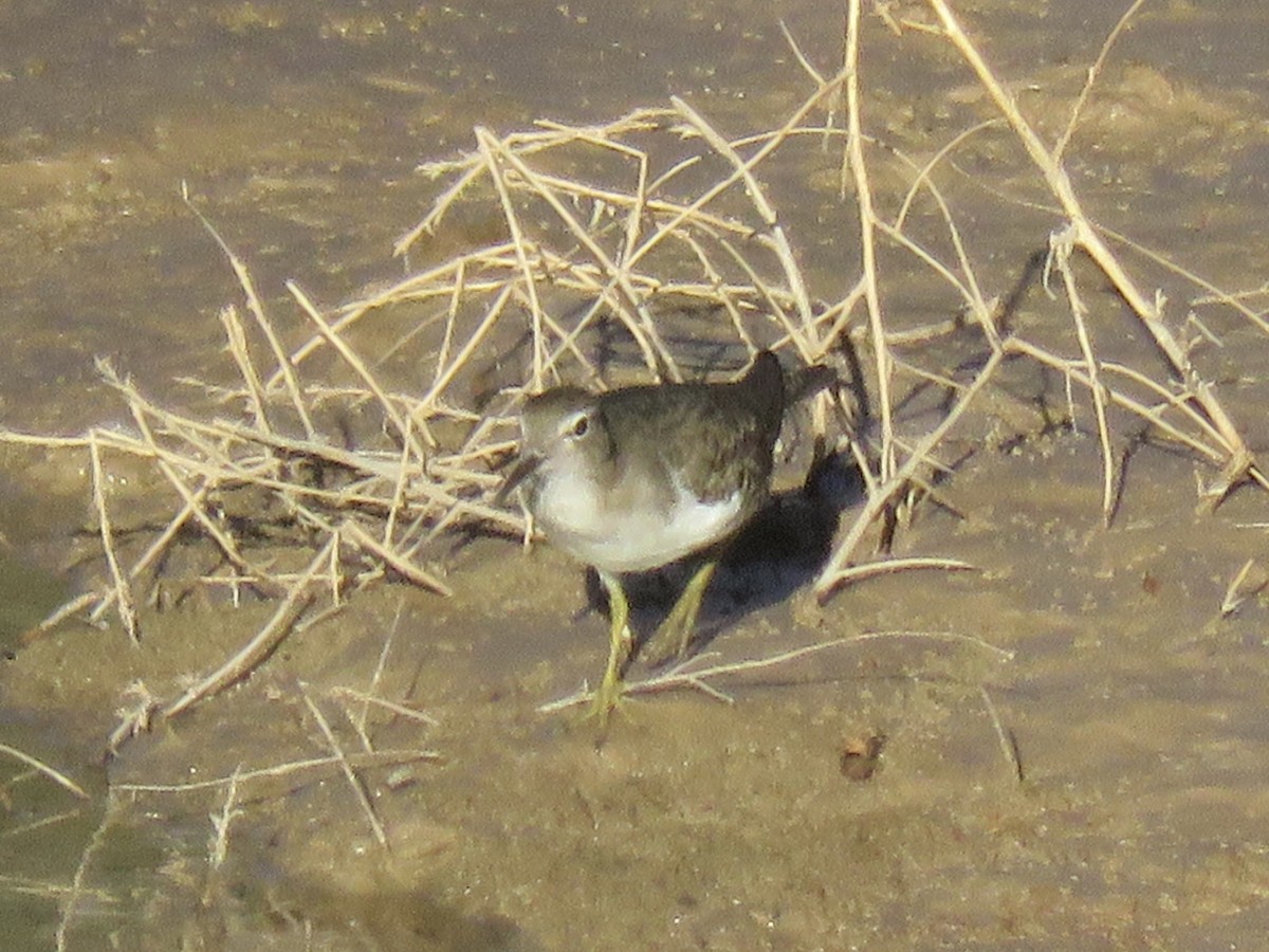 Drosseluferläufer - ML642410630