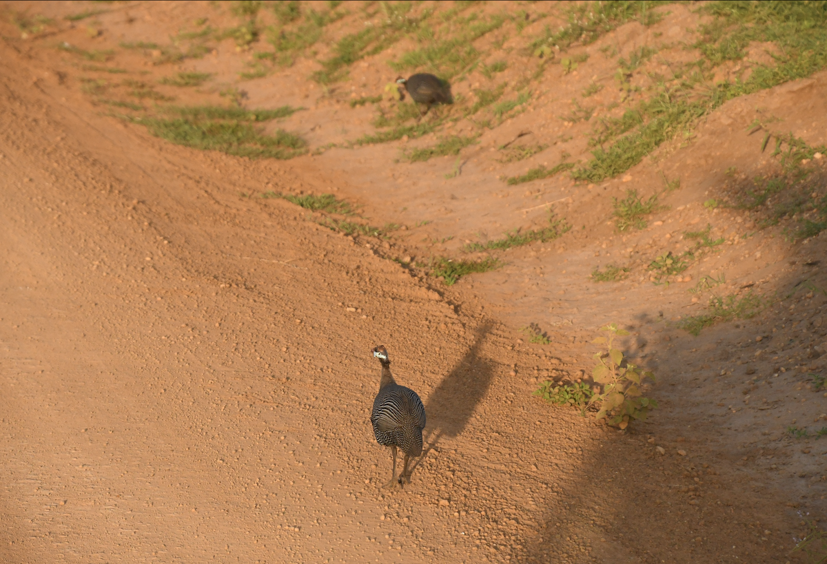 Helmeted Guineafowl - ML642410675