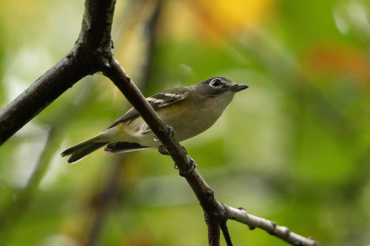 eremittvireo - ML642410691