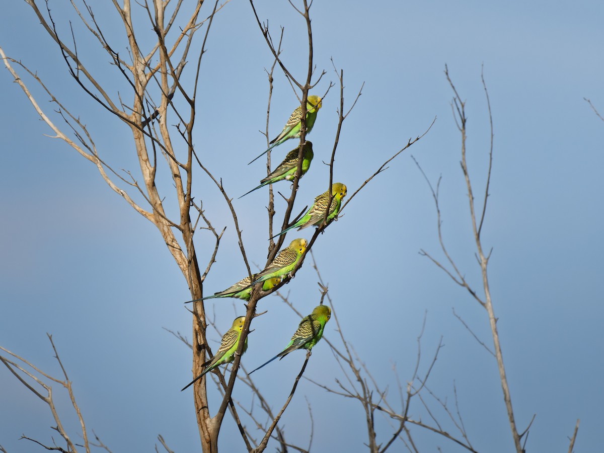 Budgerigar - ML642410696
