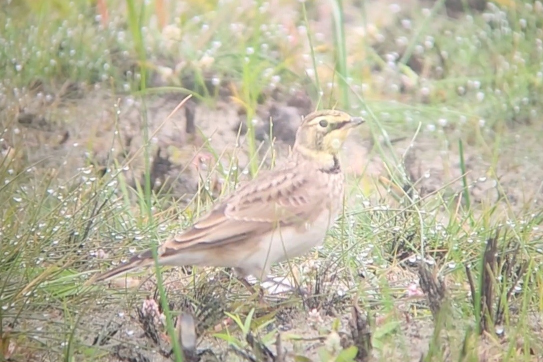 Horned Lark - ML642410714