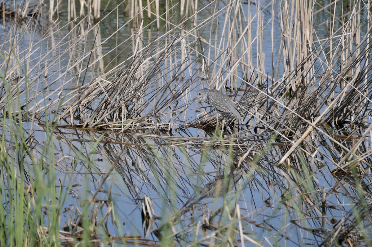 Yellow-crowned Night Heron - ML642410730