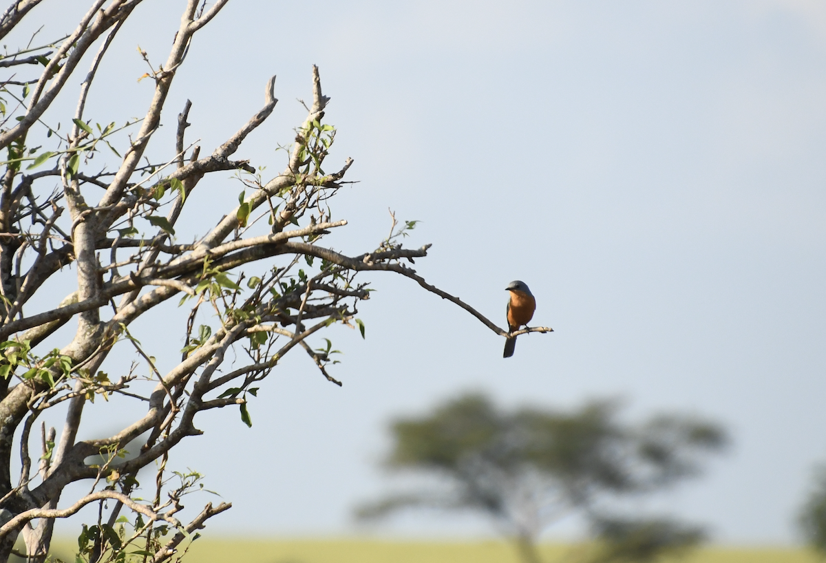 Silverbird - ML642410747