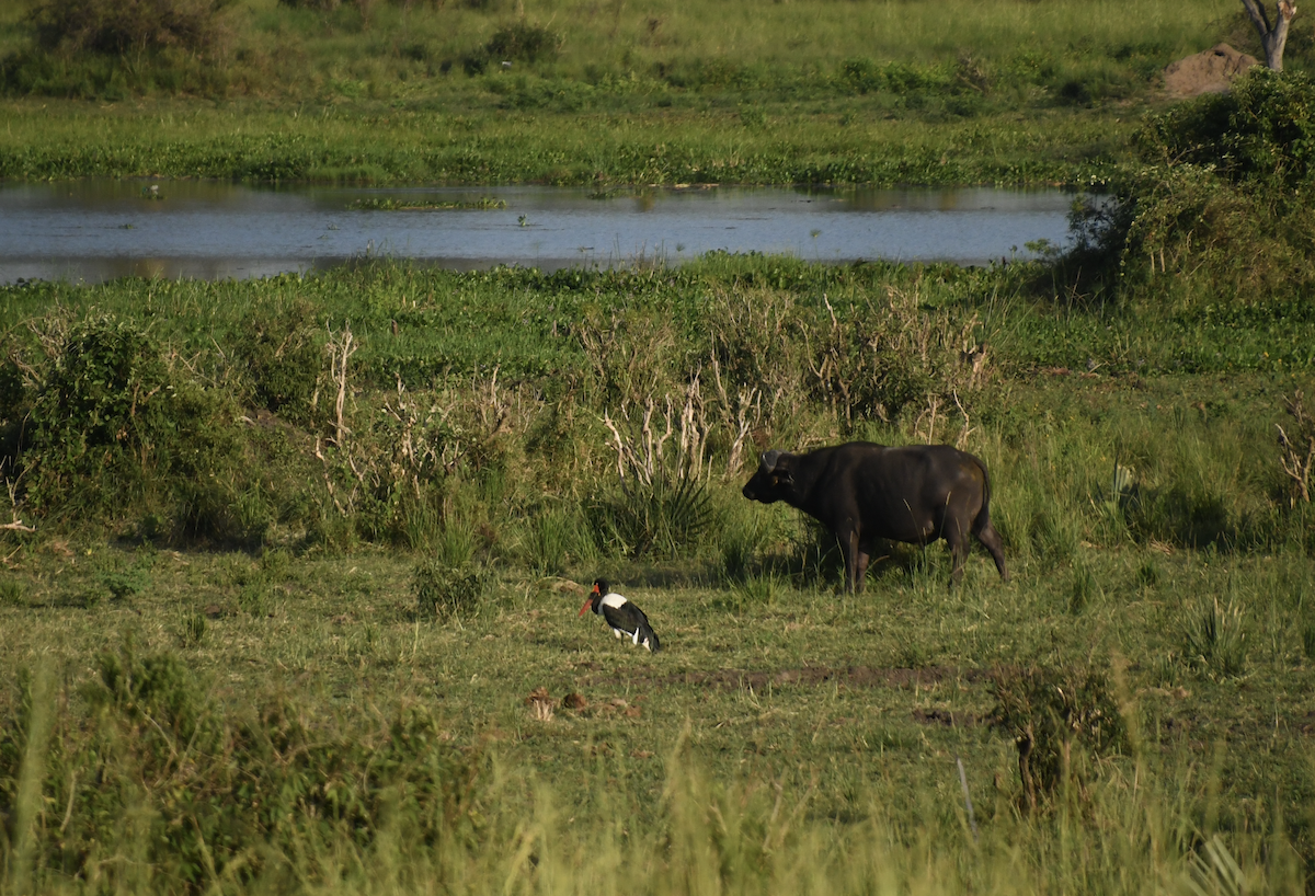 Saddle-billed Stork - ML642410796