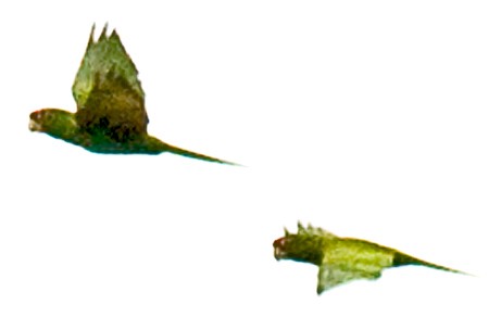 Conure casquée - ML642410853