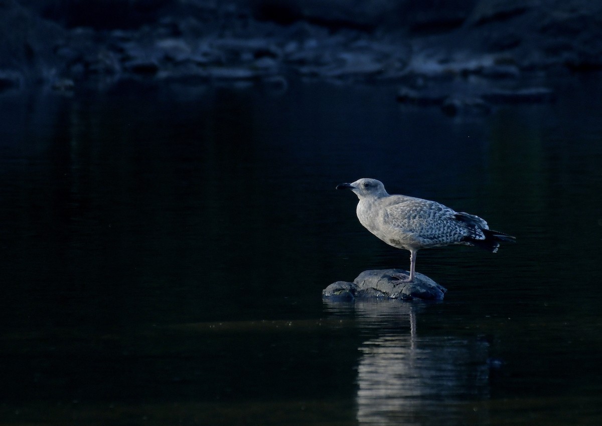 American Herring Gull - ML642410859