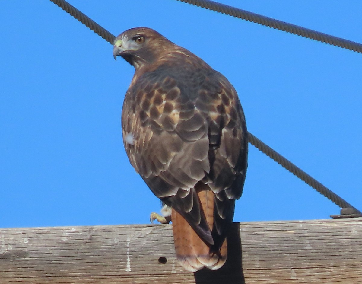 Red-tailed Hawk - ML642410861