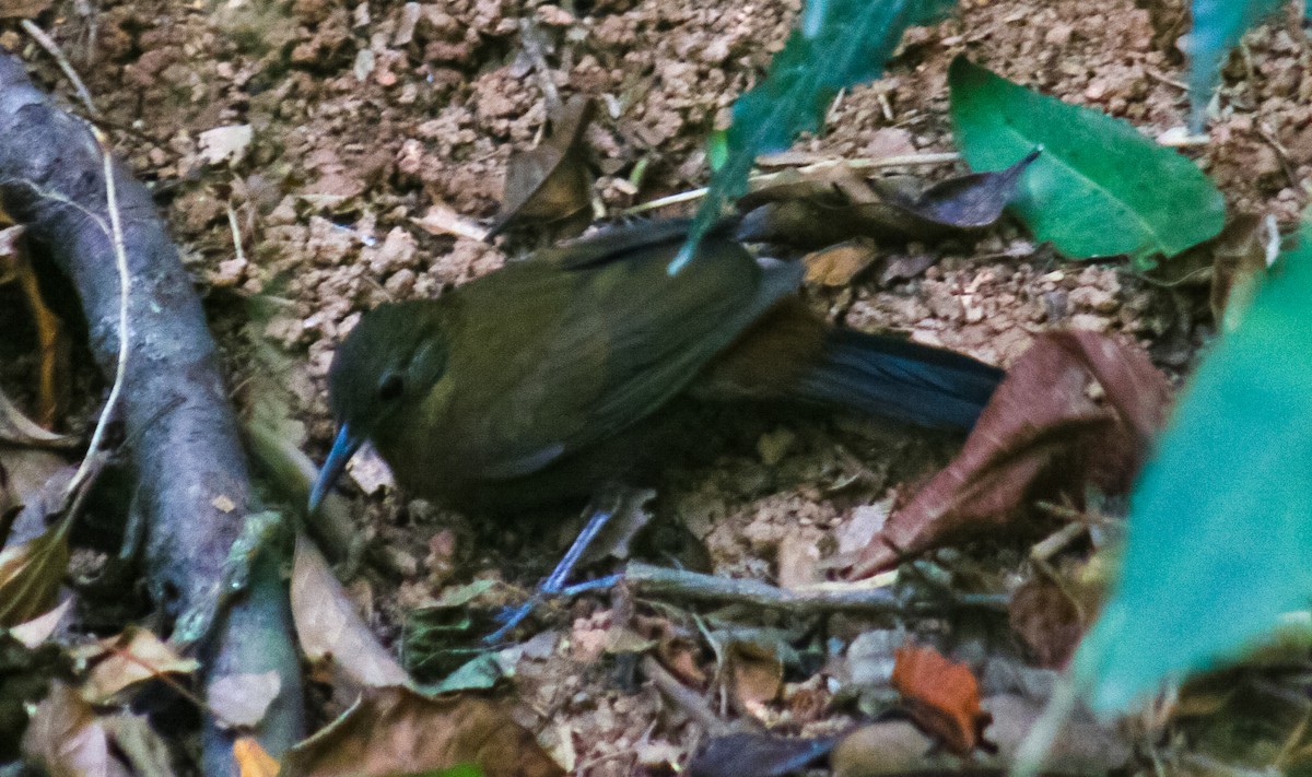 Tirahojas Ogarití (scansor) - ML642410869
