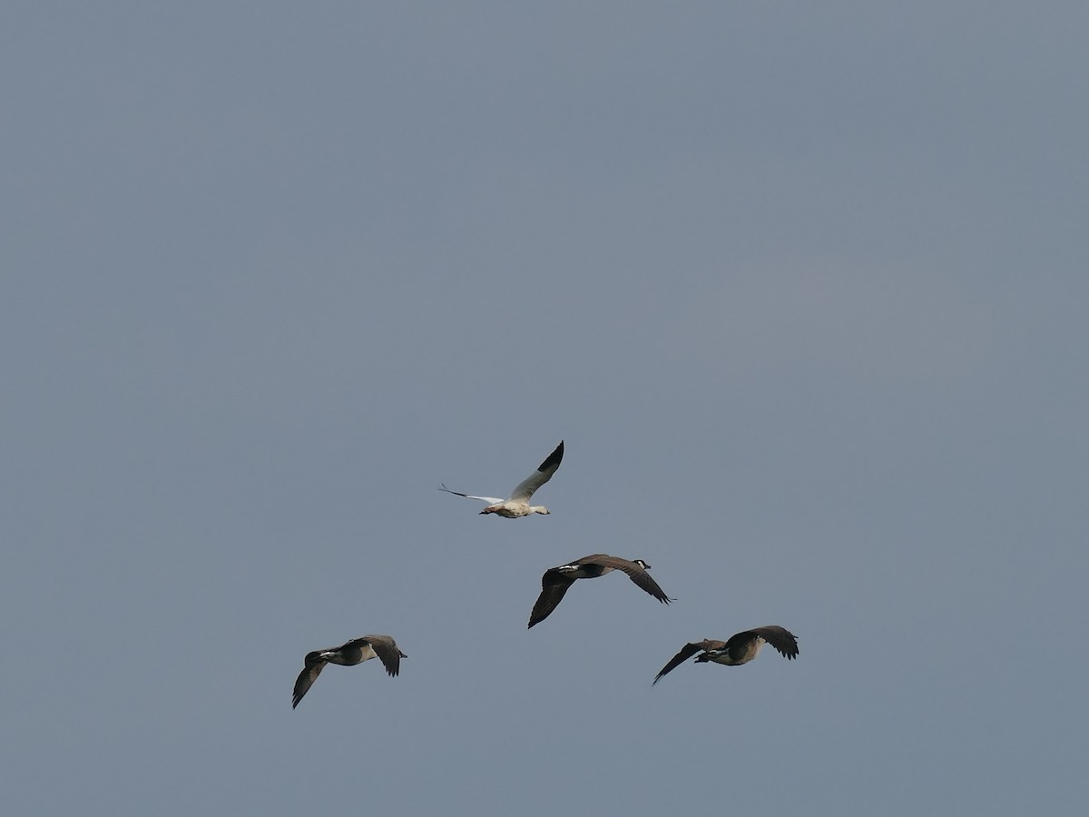 Snow Goose - ML642410928