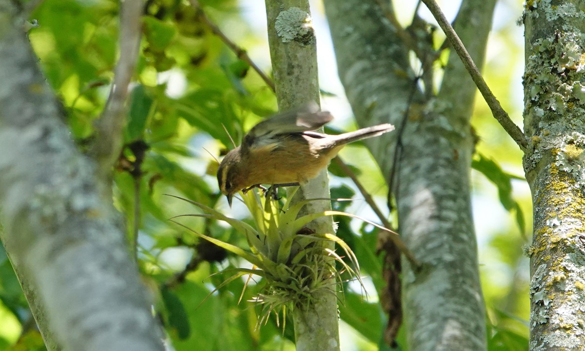 Cinereous Conebill - ML642410991