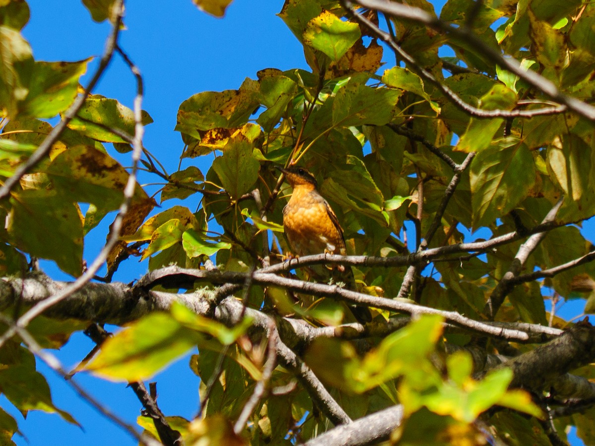 Varied Thrush - ML642411030