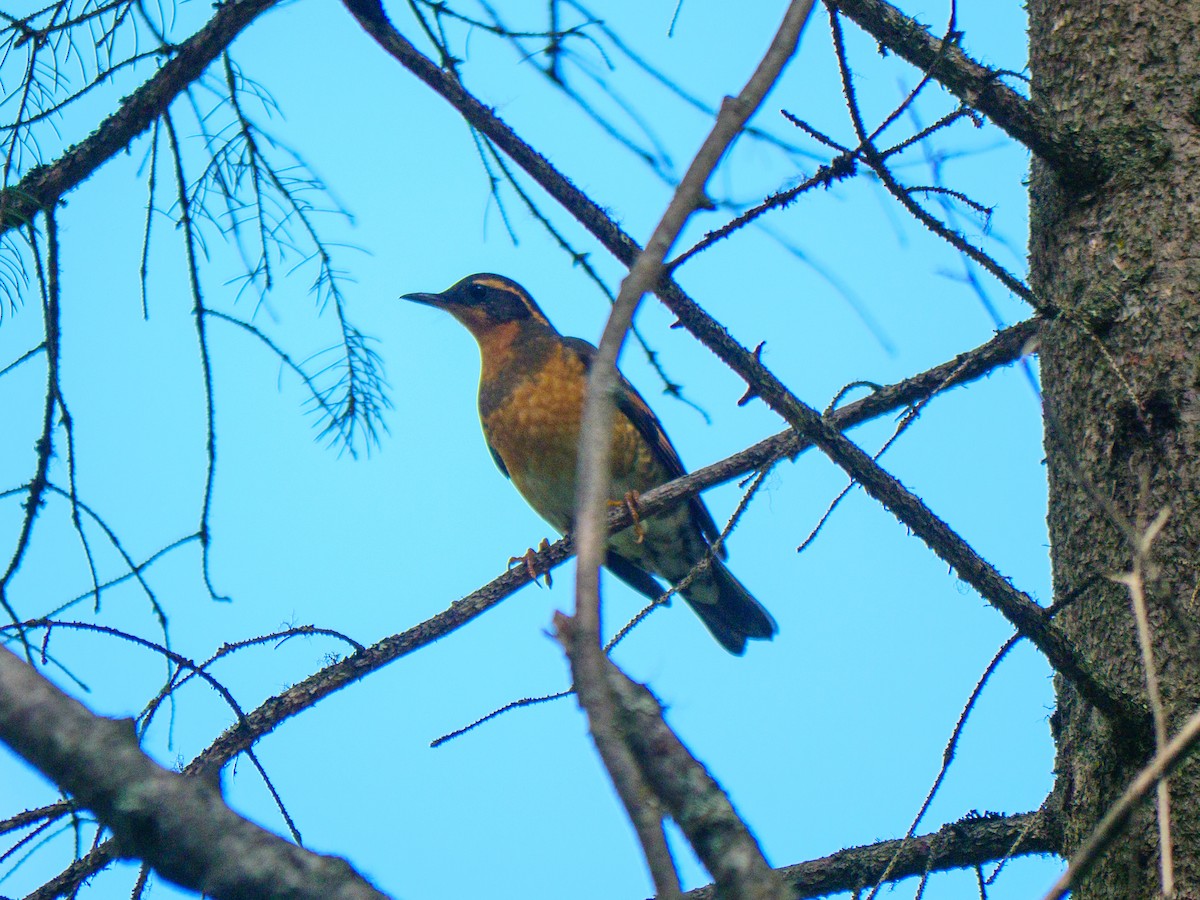 Varied Thrush - ML642411031