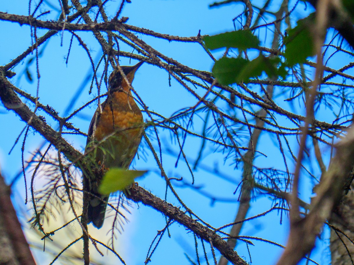 Varied Thrush - ML642411032