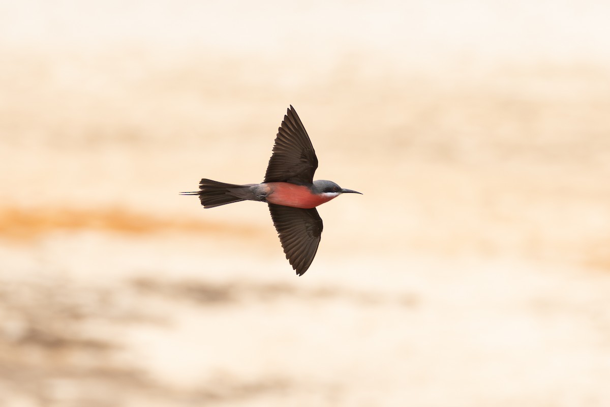Rosy Bee-eater - ML642411034