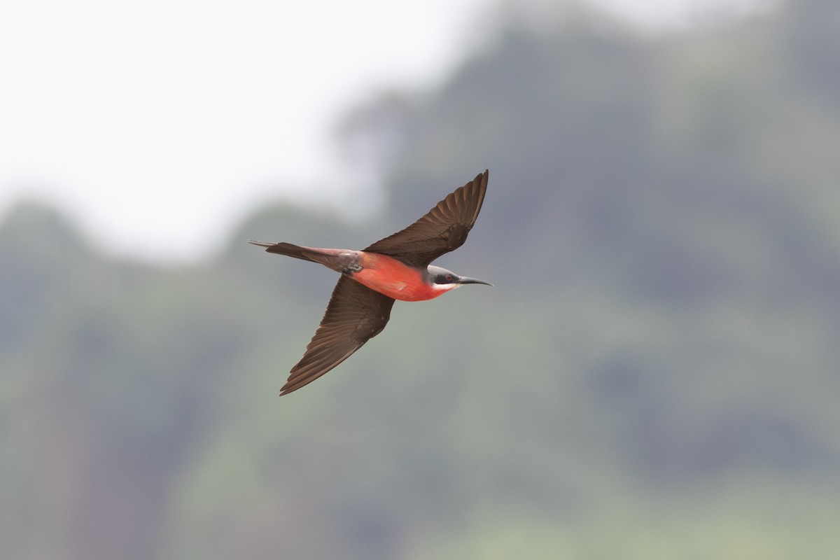 Rosy Bee-eater - ML642411035