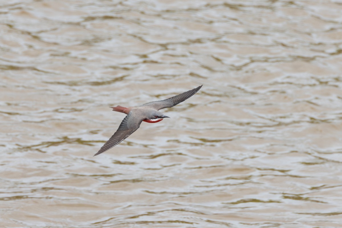 Rosy Bee-eater - ML642411037