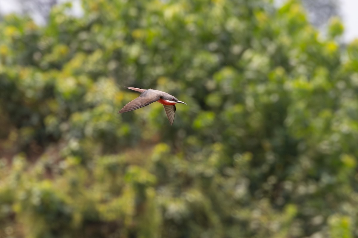 Rosy Bee-eater - ML642411040