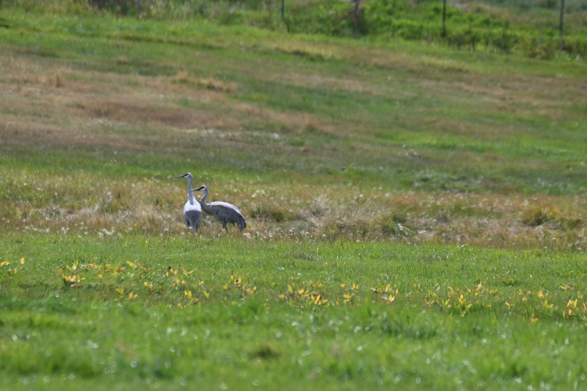 Sandhill Crane - ML642411058