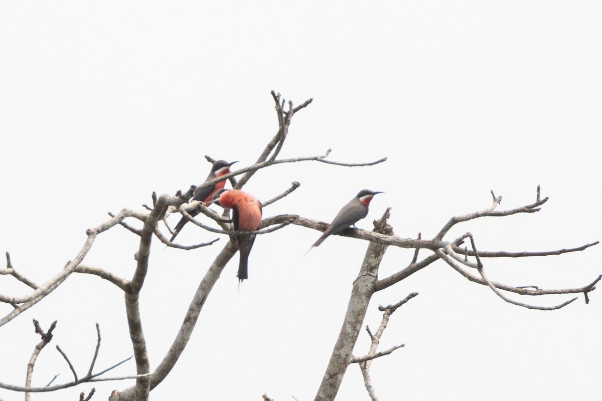 Rosy Bee-eater - ML642411059