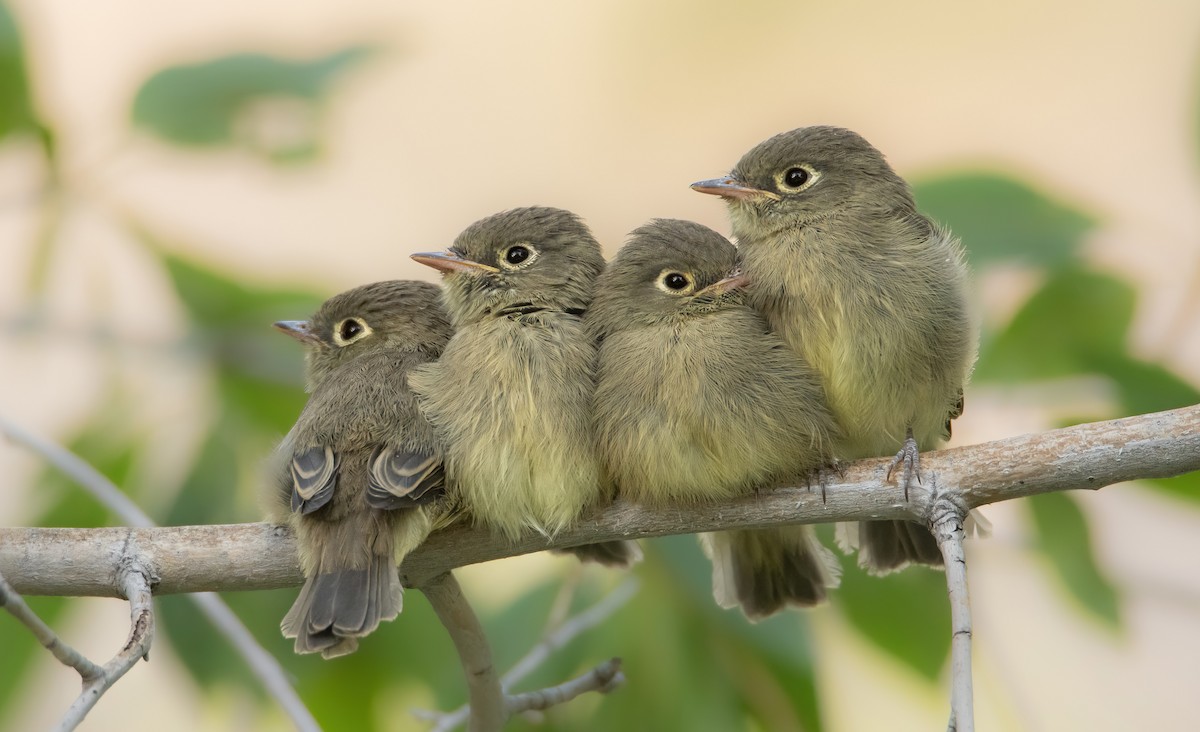 Western Flycatcher (Cordilleran) - ML642411066
