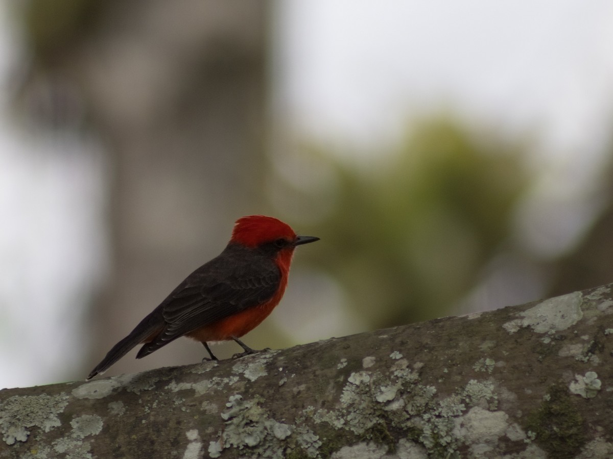 Vermilion Flycatcher - ML642411069