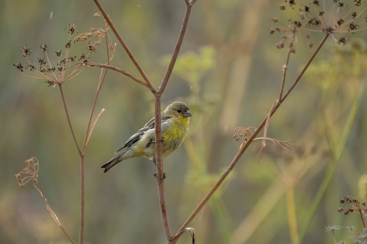 Lesser Goldfinch - ML642411072