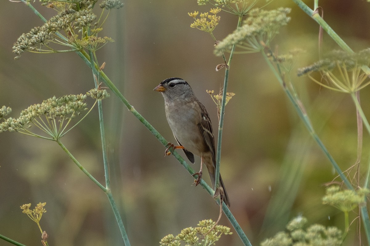 White-crowned Sparrow - ML642411074