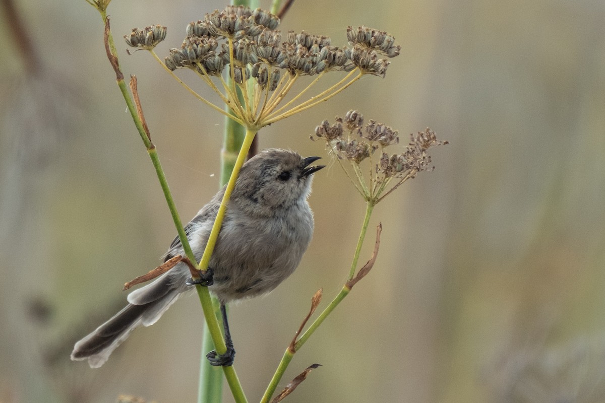 Bushtit - ML642411076