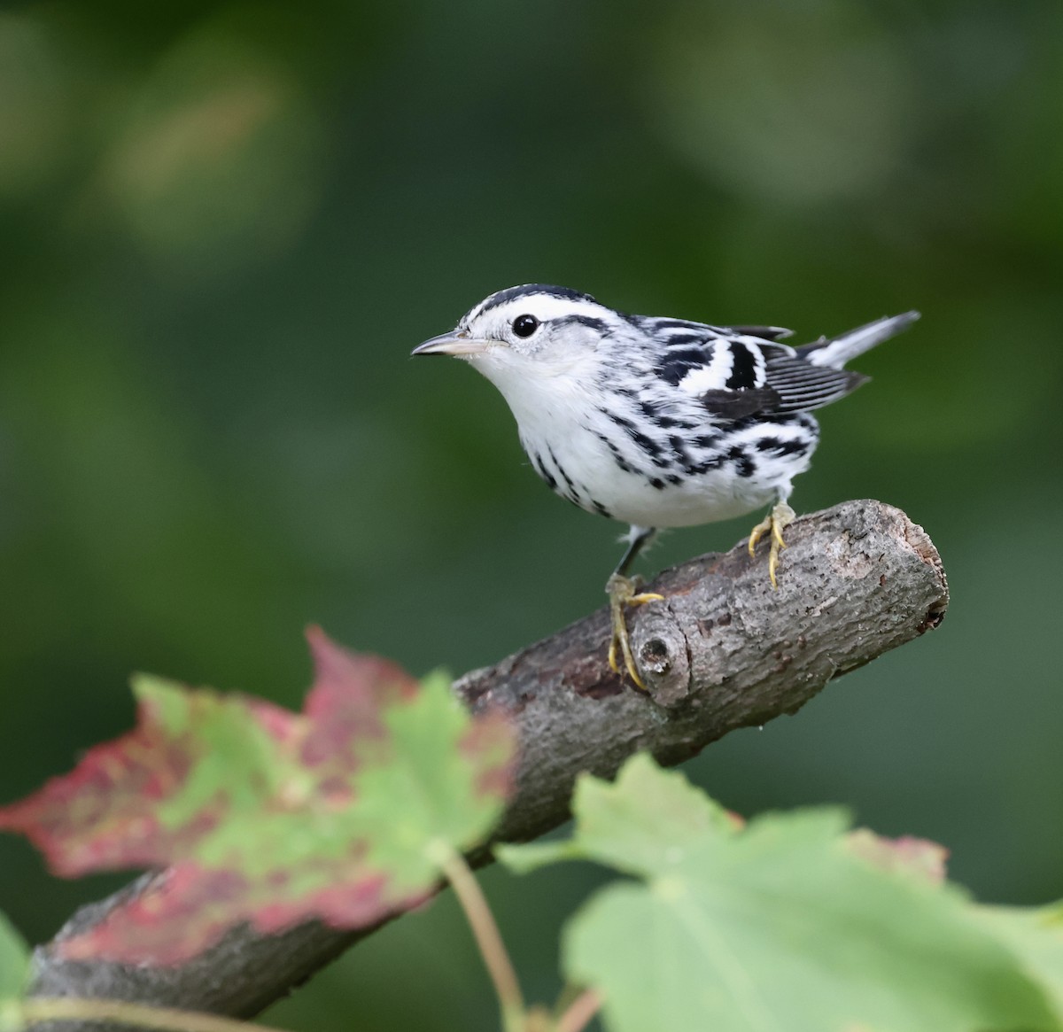 Black-and-white Warbler - ML642411077