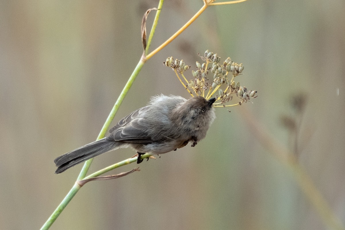 Bushtit - ML642411078