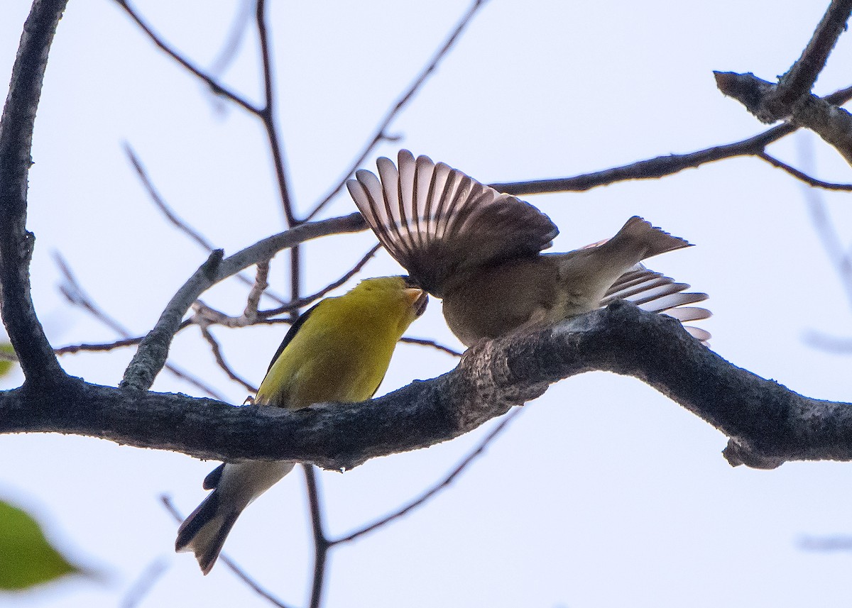 American Goldfinch - ML642411082