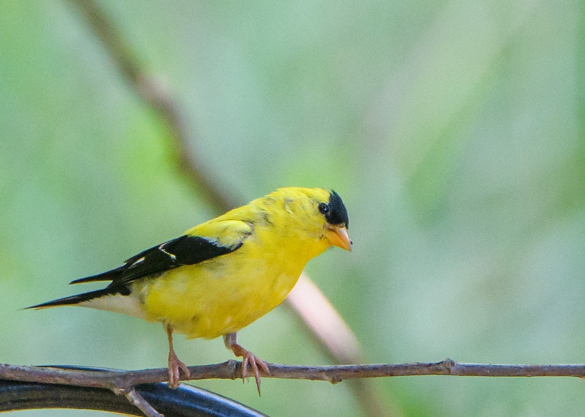 American Goldfinch - ML642411083