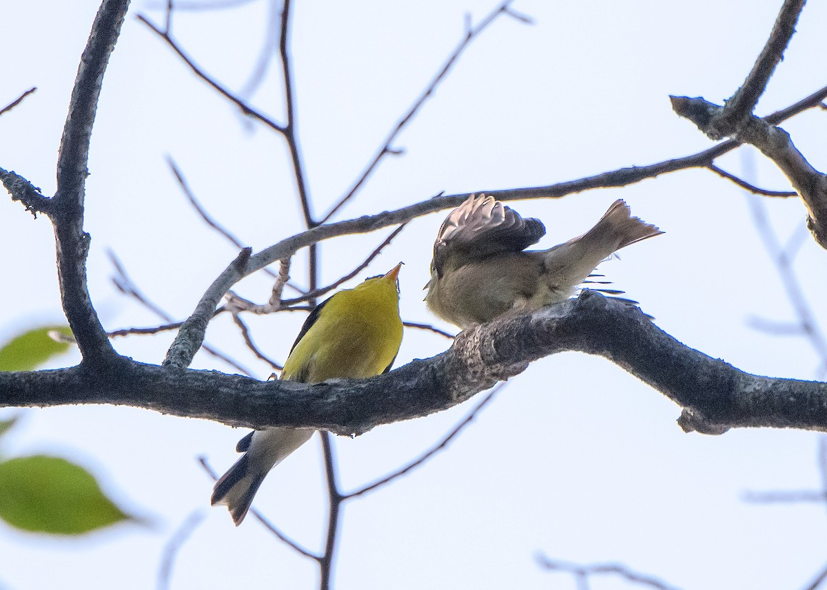 American Goldfinch - ML642411084