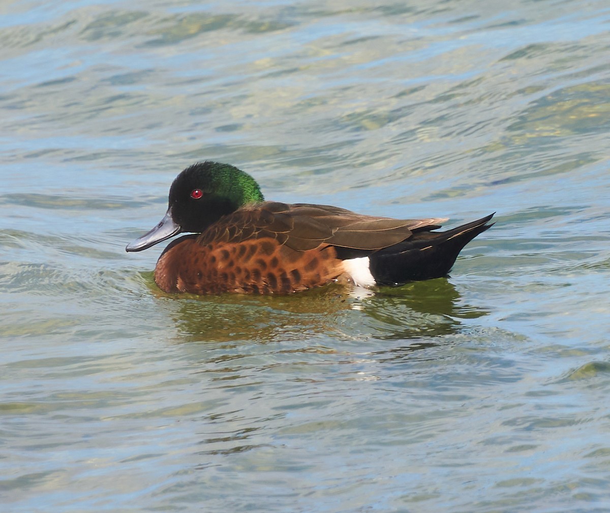Chestnut Teal - ML642411086