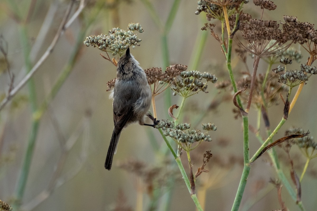 Bushtit - ML642411088