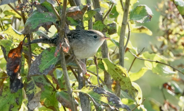 Sedge Wren - ML642411089
