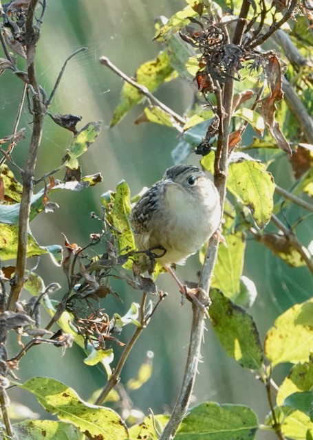 Sedge Wren - ML642411090