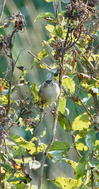 Sedge Wren - ML642411091