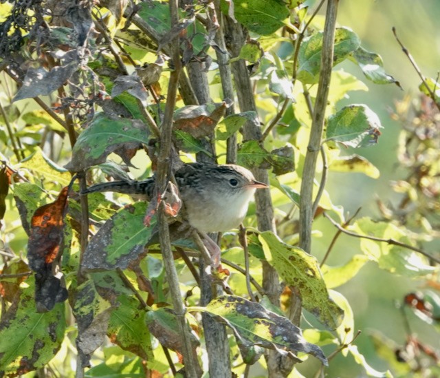 Sedge Wren - ML642411092