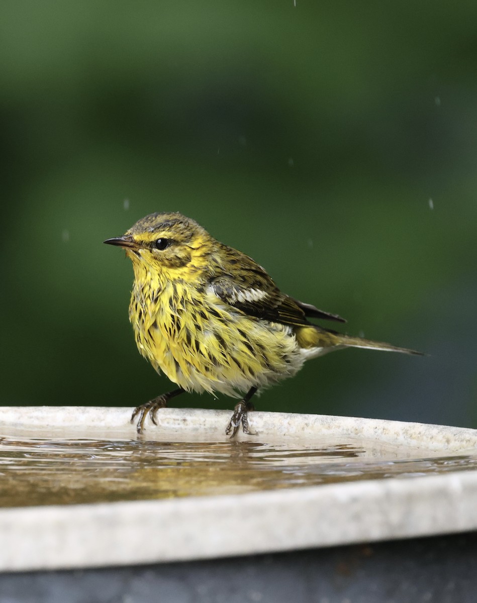 Cape May Warbler - ML642411093