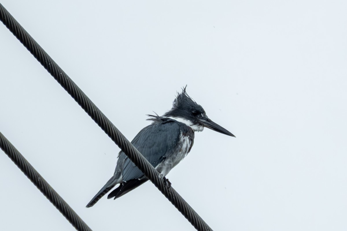 Belted Kingfisher - ML642411095