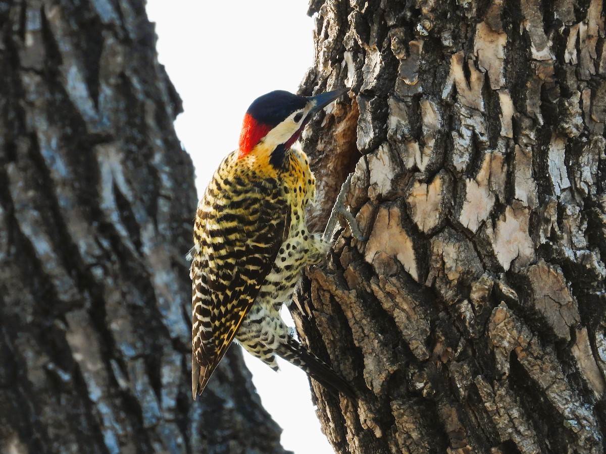 Green-barred Woodpecker - ML642411107