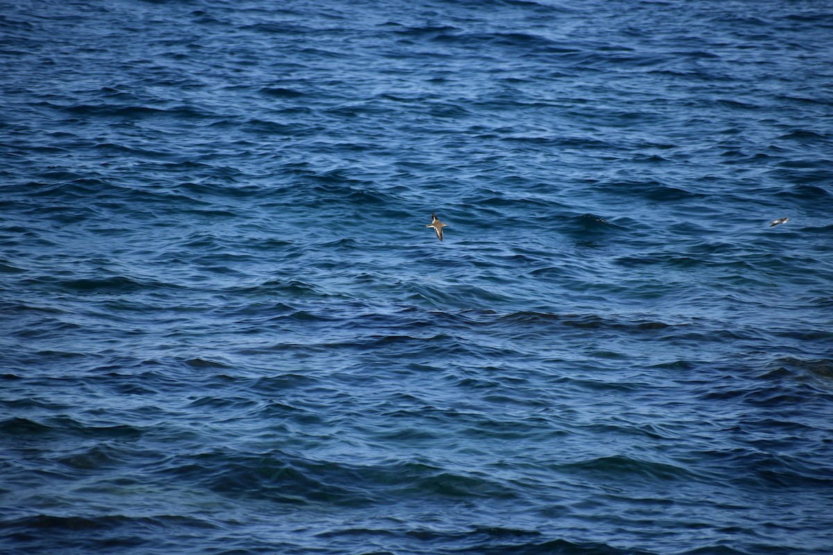 磯鷸 - ML642411108