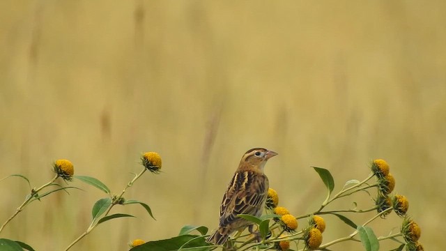 ボボリンク - ML642411109