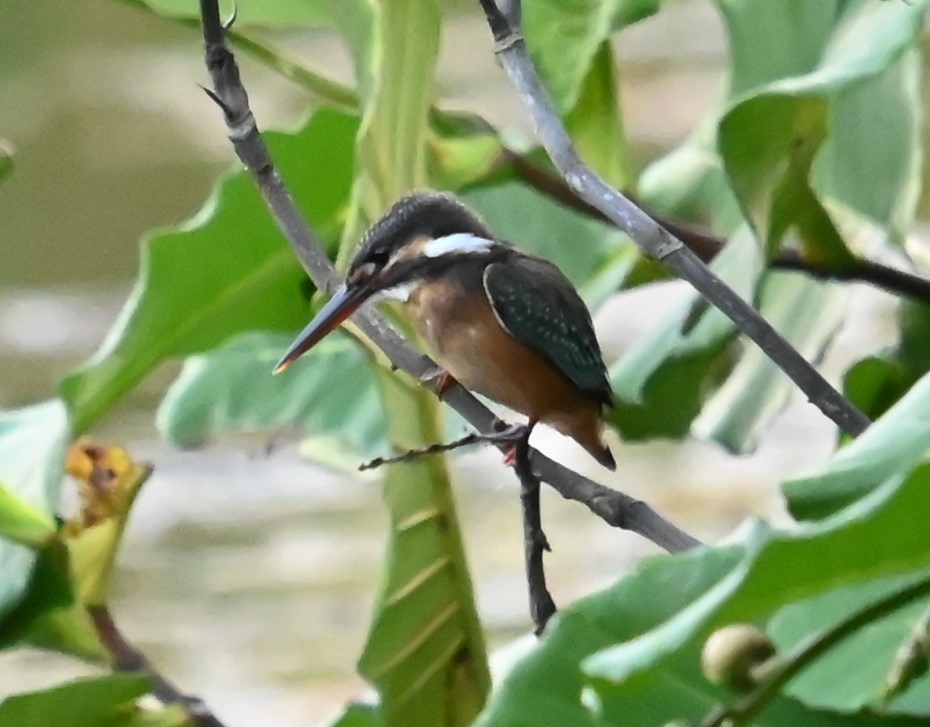 翠鳥 - ML642411120