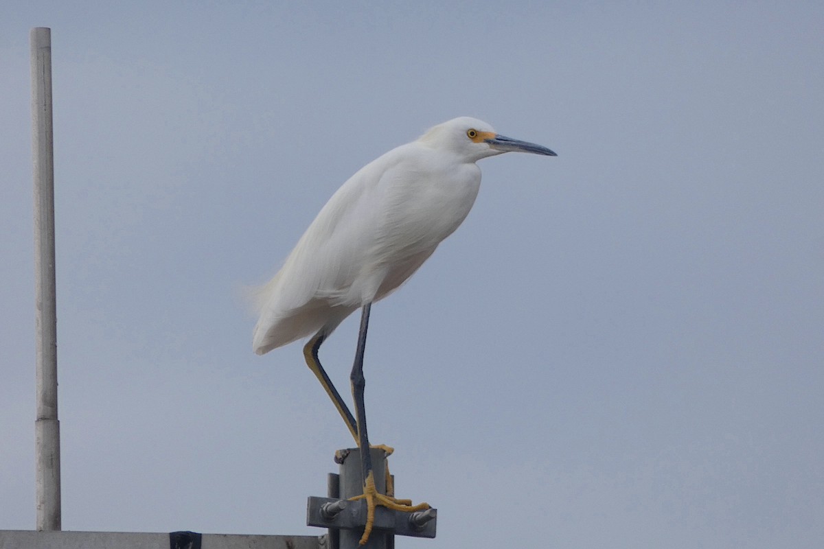 Snowy Egret - ML642411122