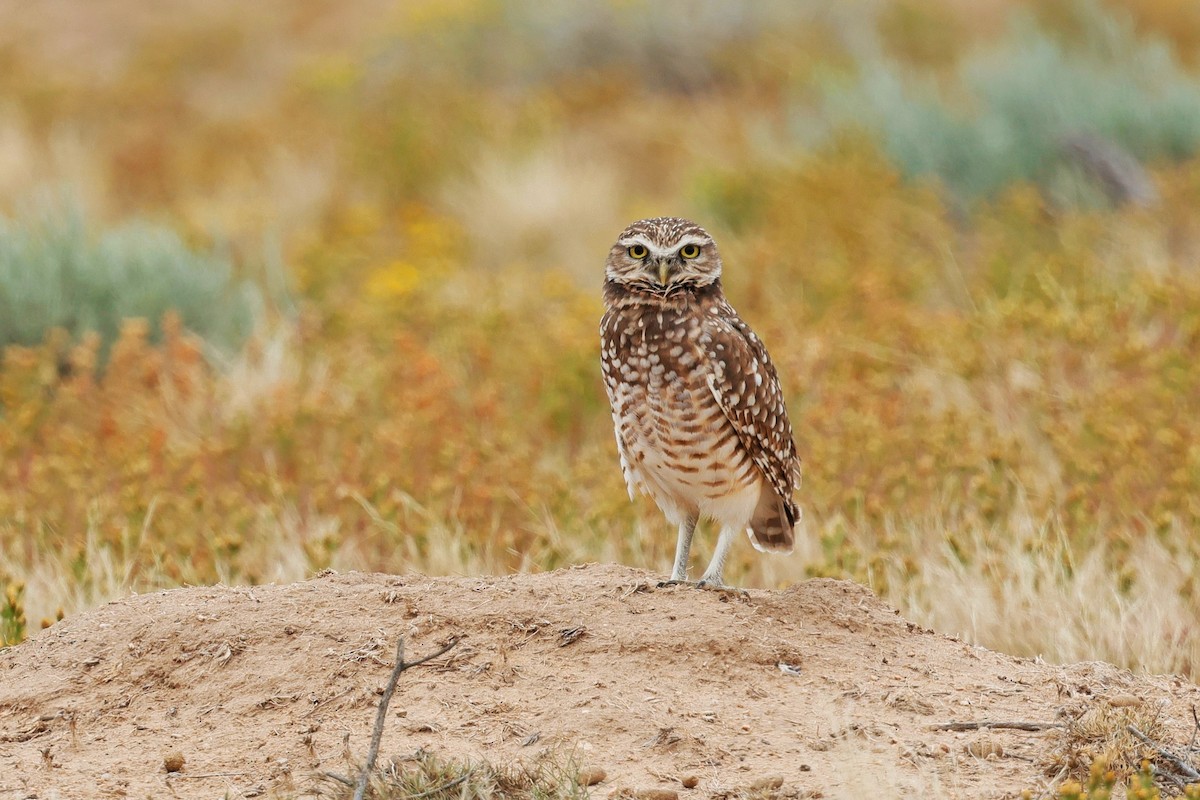 Burrowing Owl - ML642411137