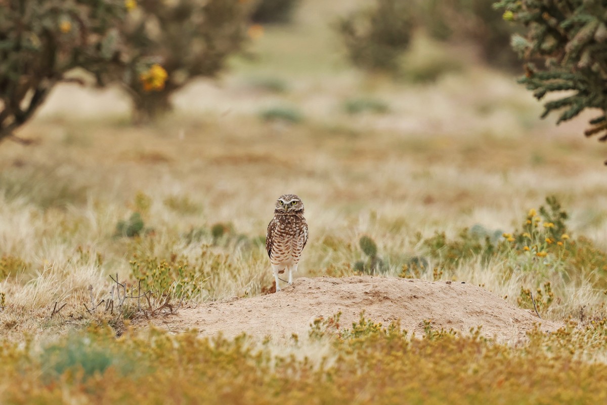 Burrowing Owl - ML642411139
