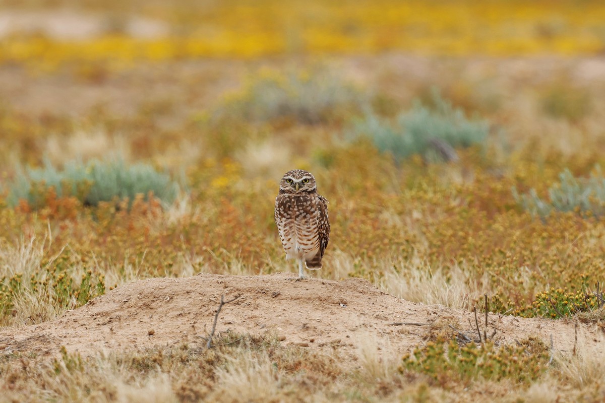 Burrowing Owl - ML642411141