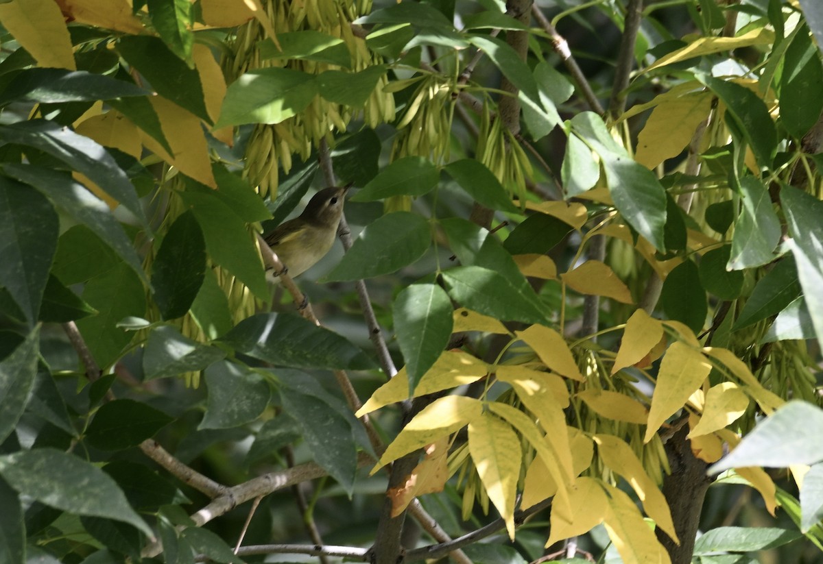 Western Warbling Vireo - ML642411143